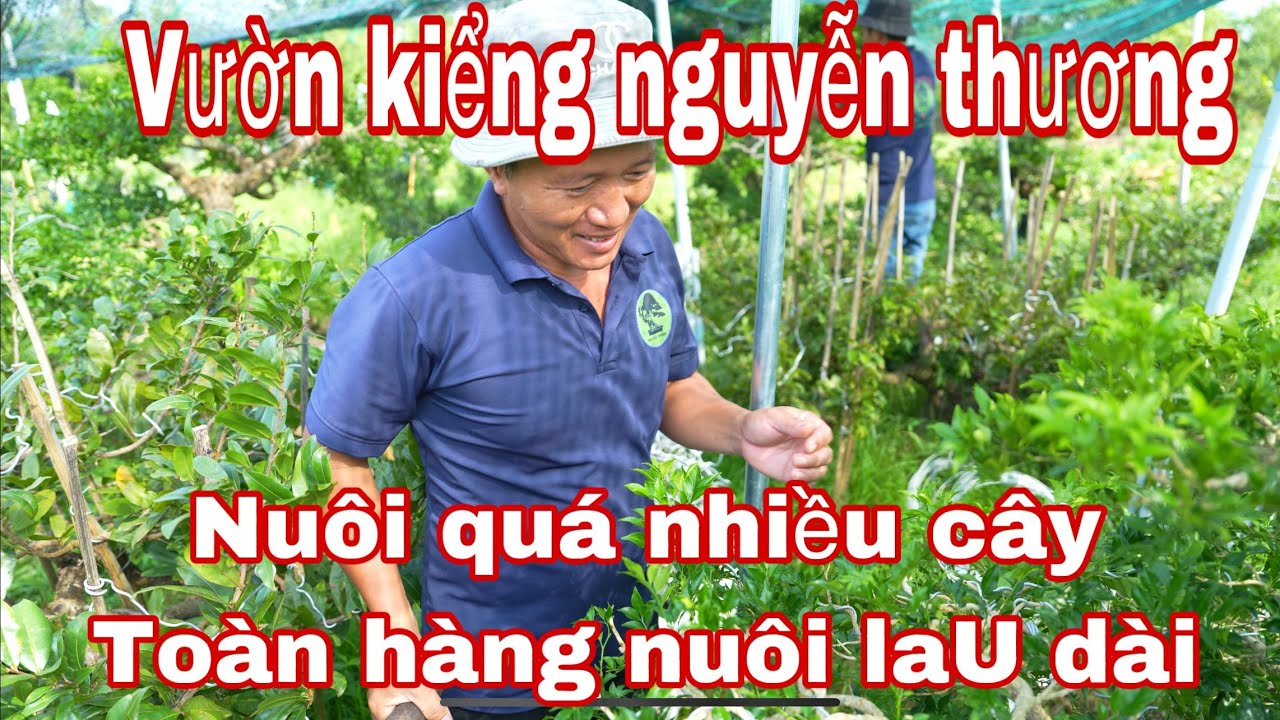 lên vườn kiểng bonsai nguyên thương tham quang