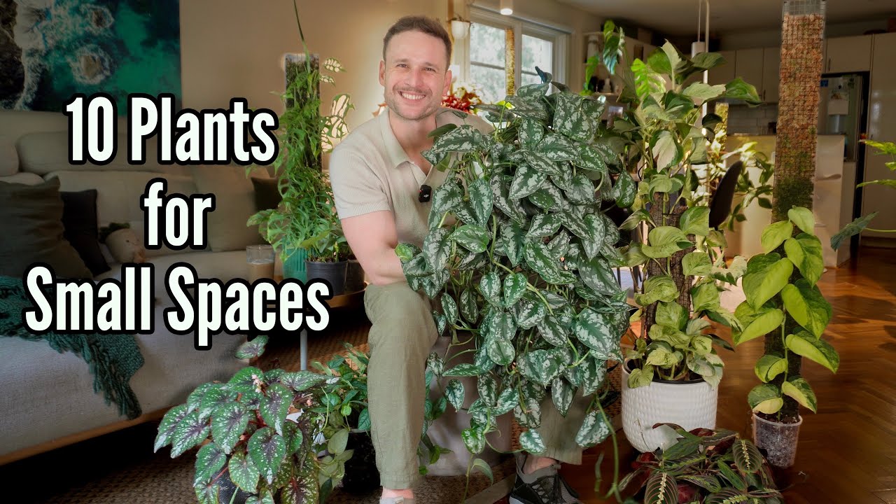 10 SMALL but IMPACTFUL Plants you should grow