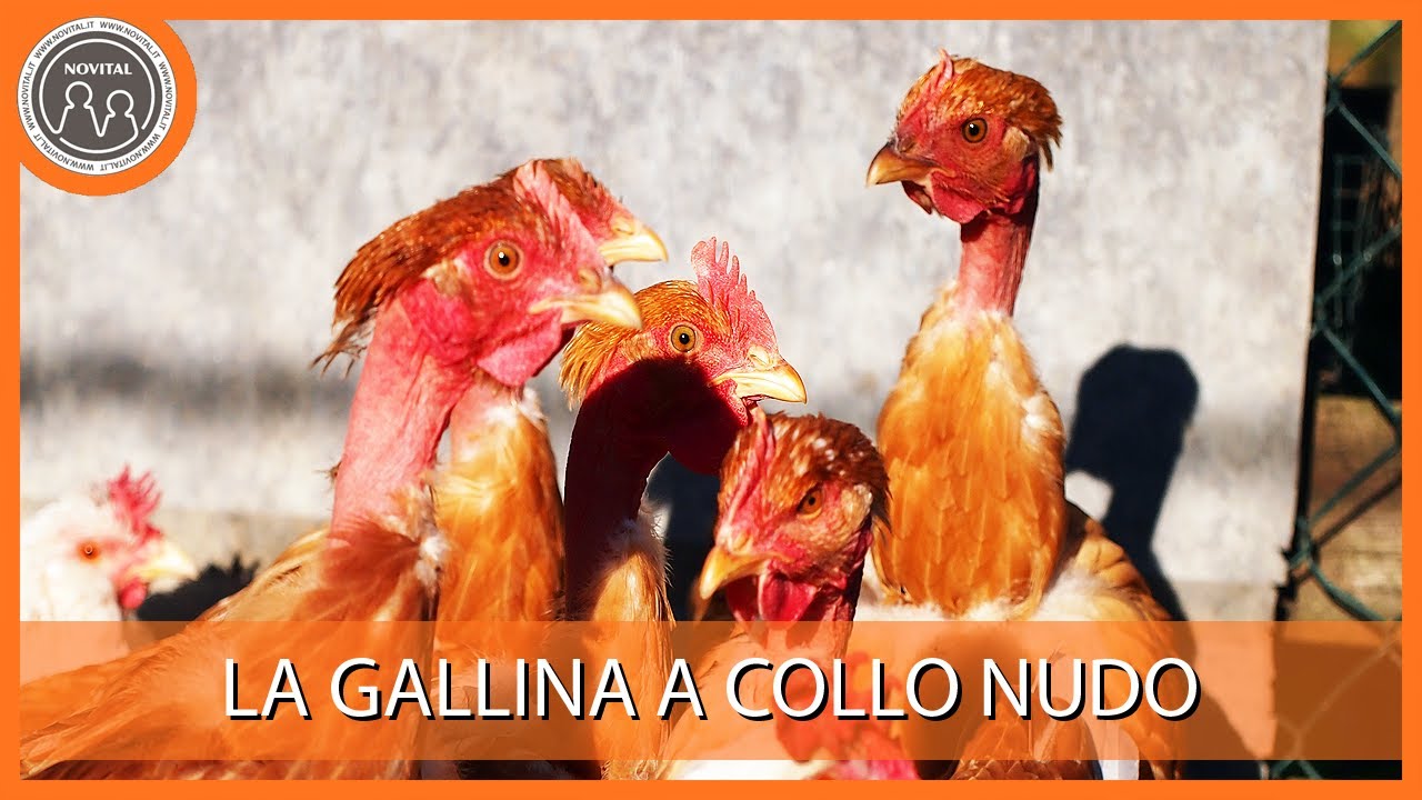 La gallina a collo nudo - Perch&eacute; &egrave; cos&igrave;? Pillole di Avicoltura