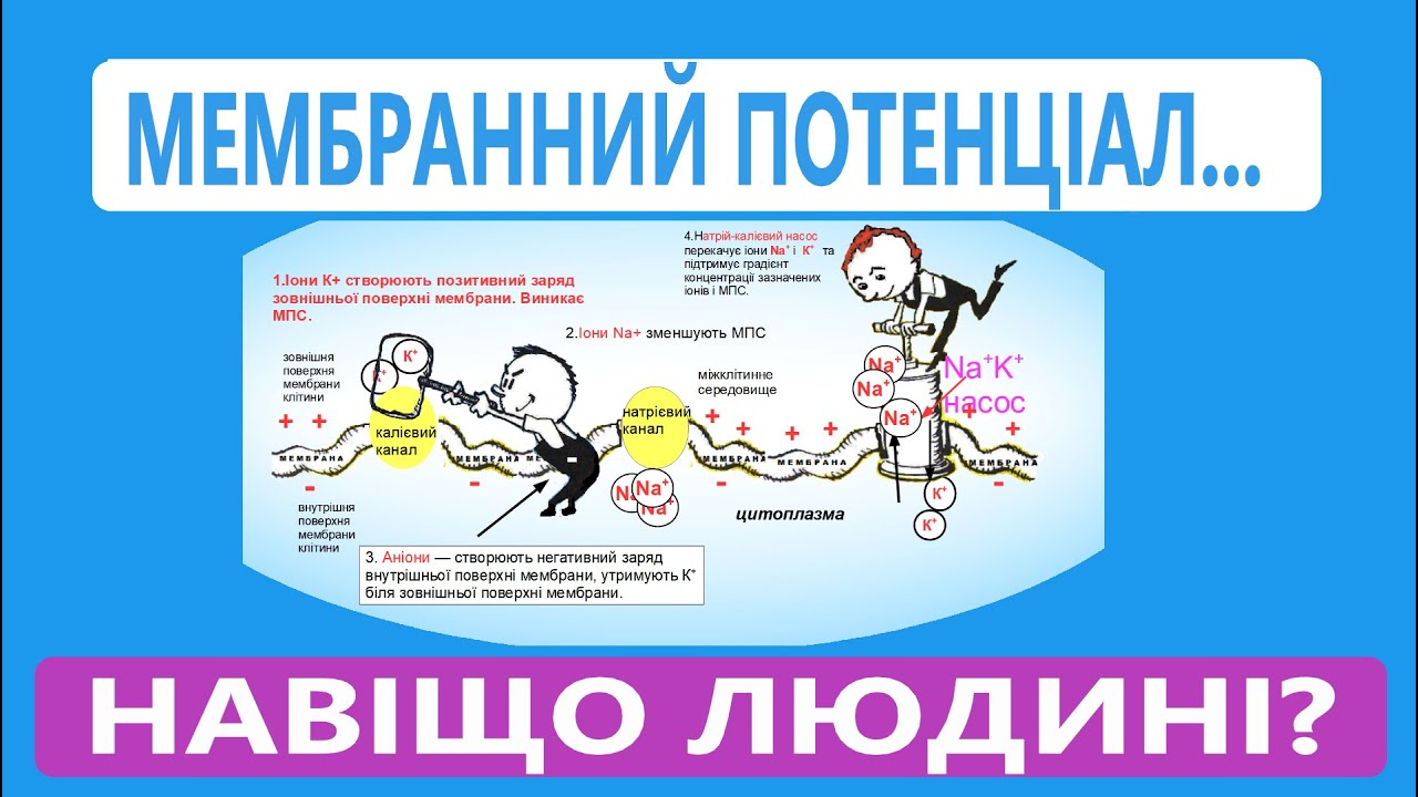 Мембранний потенціал спокою. Фізіологія