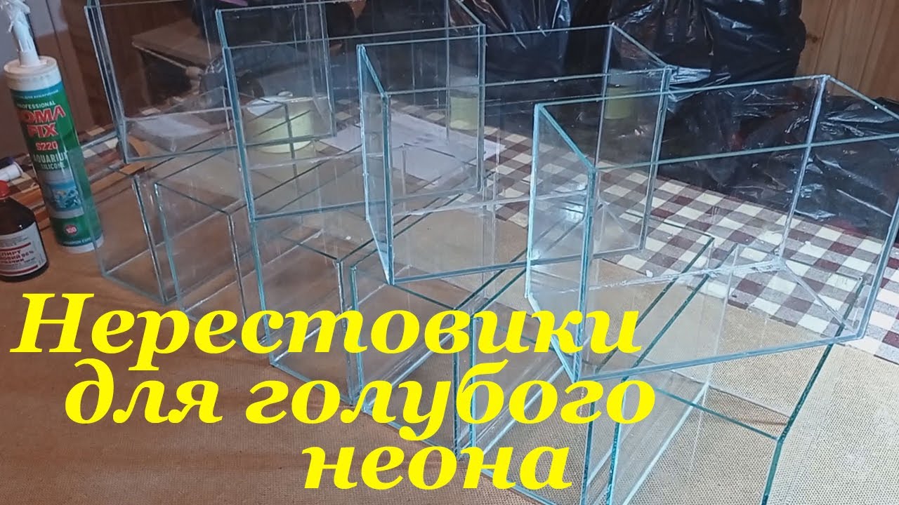 Нерестовик для неона Как склеить аквариум для нереста голубого неона