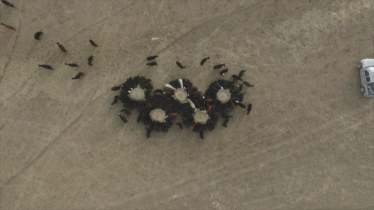 I made the Olympic Rings using Cows!! #CowArt