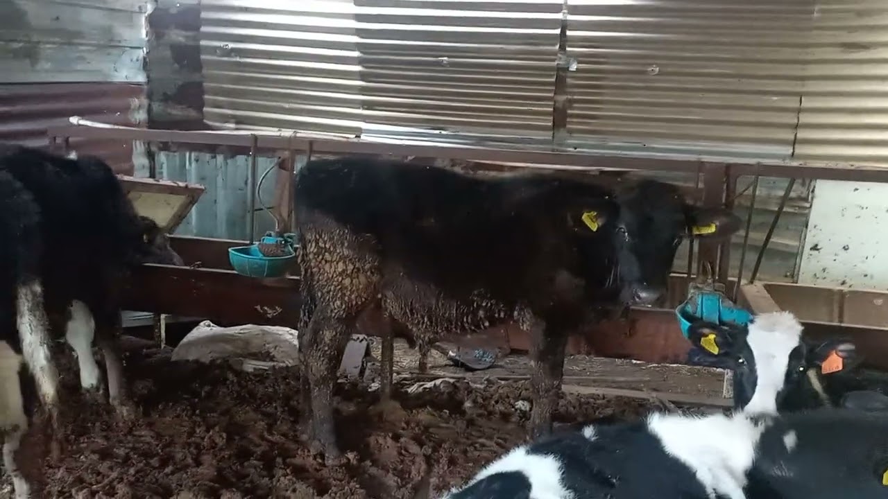 Büyükbaş hayvanlarda öksürük ve tedavileri.