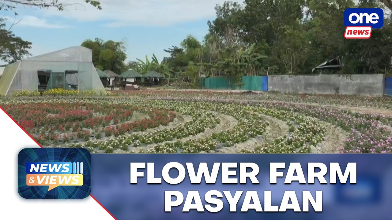 Flower farm in Nueva Ecija draws visitors | News and Views 