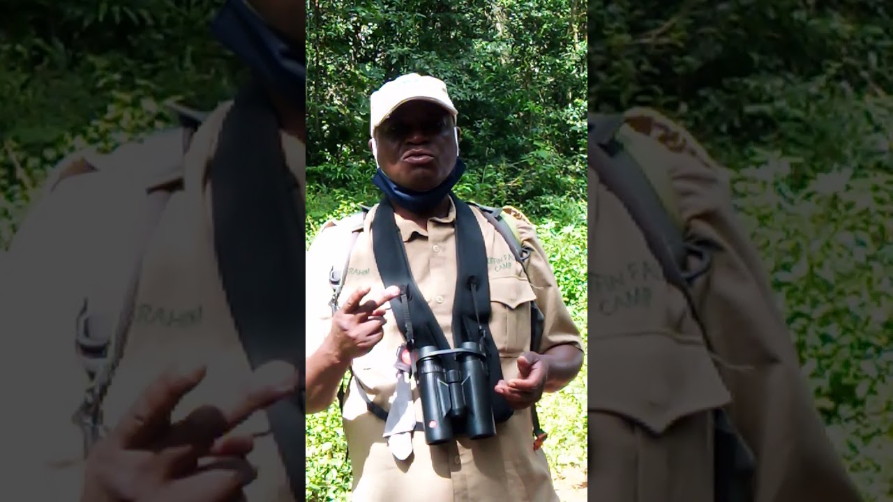 birding in Mabira