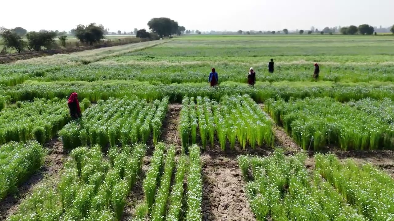 All India Coordinated Research Project on Linseed, ARS, Ummedganj, Kota