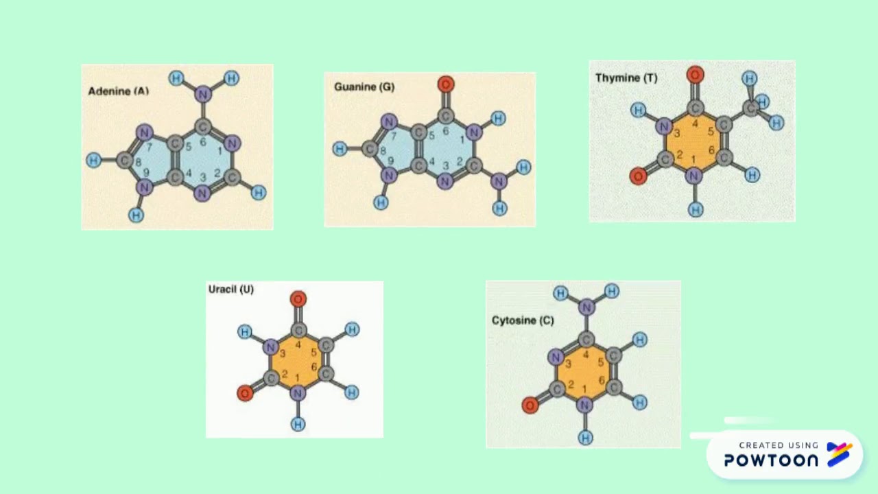 METABOLISME NUKLEOTIDA