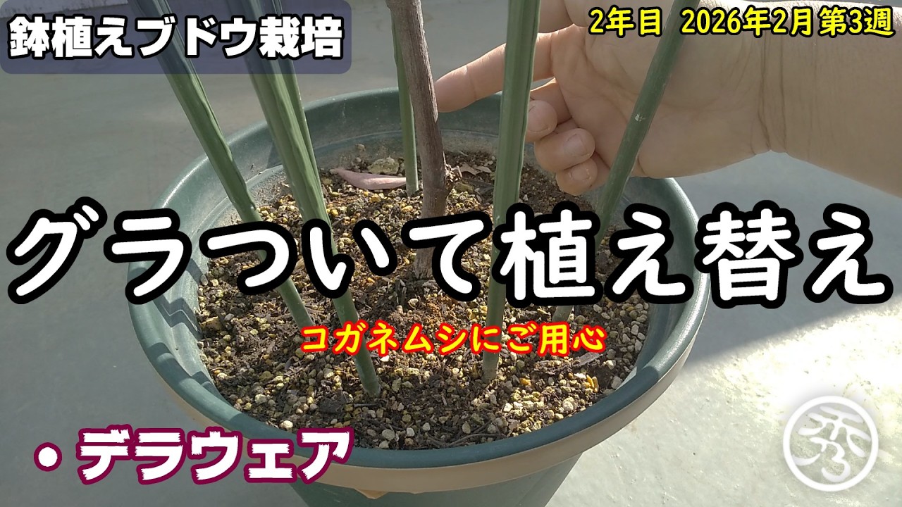 株元がグラグラする鉢植えブドウを植え替え