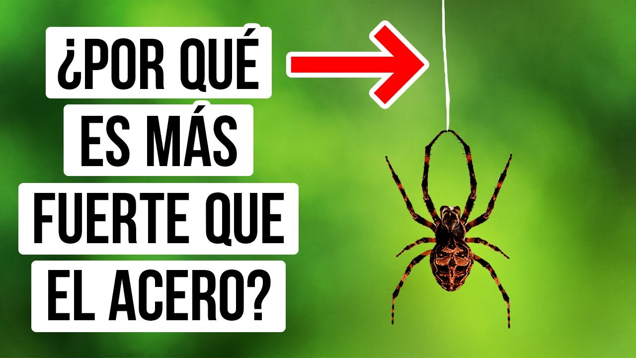 La seda de araña es tan fuerte que podría detener un avión