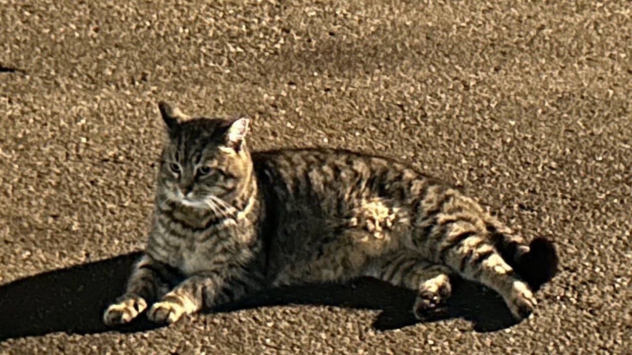 Classes, hanging about, cat