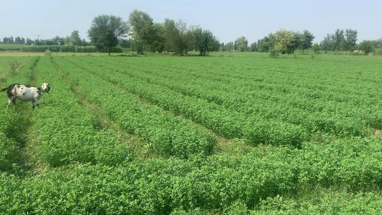 Alfalfa Cultivation For Goats || بکریوں کے لئے لوسن کی کاشت