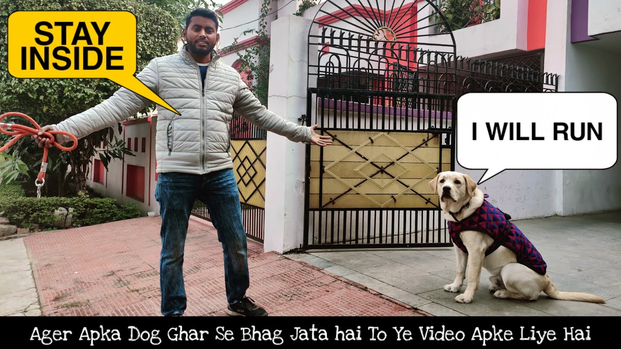 Labrador Dog Training - Working On An Overexcited Dog to Stay Inside | Understand Dog Basics SSSDT