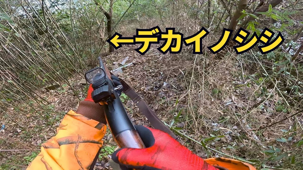 観光地に巣食う巨猪を猟犬ユキが起こし、女竹が生い茂る中を通って僕に向かってくるー！！！【有害鳥獣駆除活動】