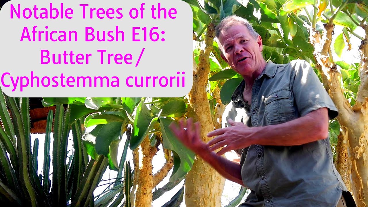 Notable Trees of the African Bush E16: The Butter Tree/Cyphostemma currorii