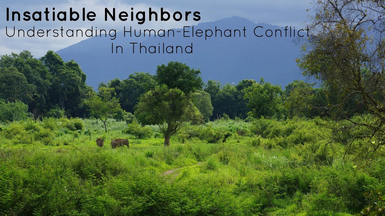 Insatiable Neighbors: Understanding Human-Elephant Conflict in Thailand