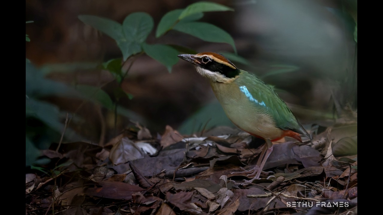 Fairy Pitta, Singapore Botanical Gardens!