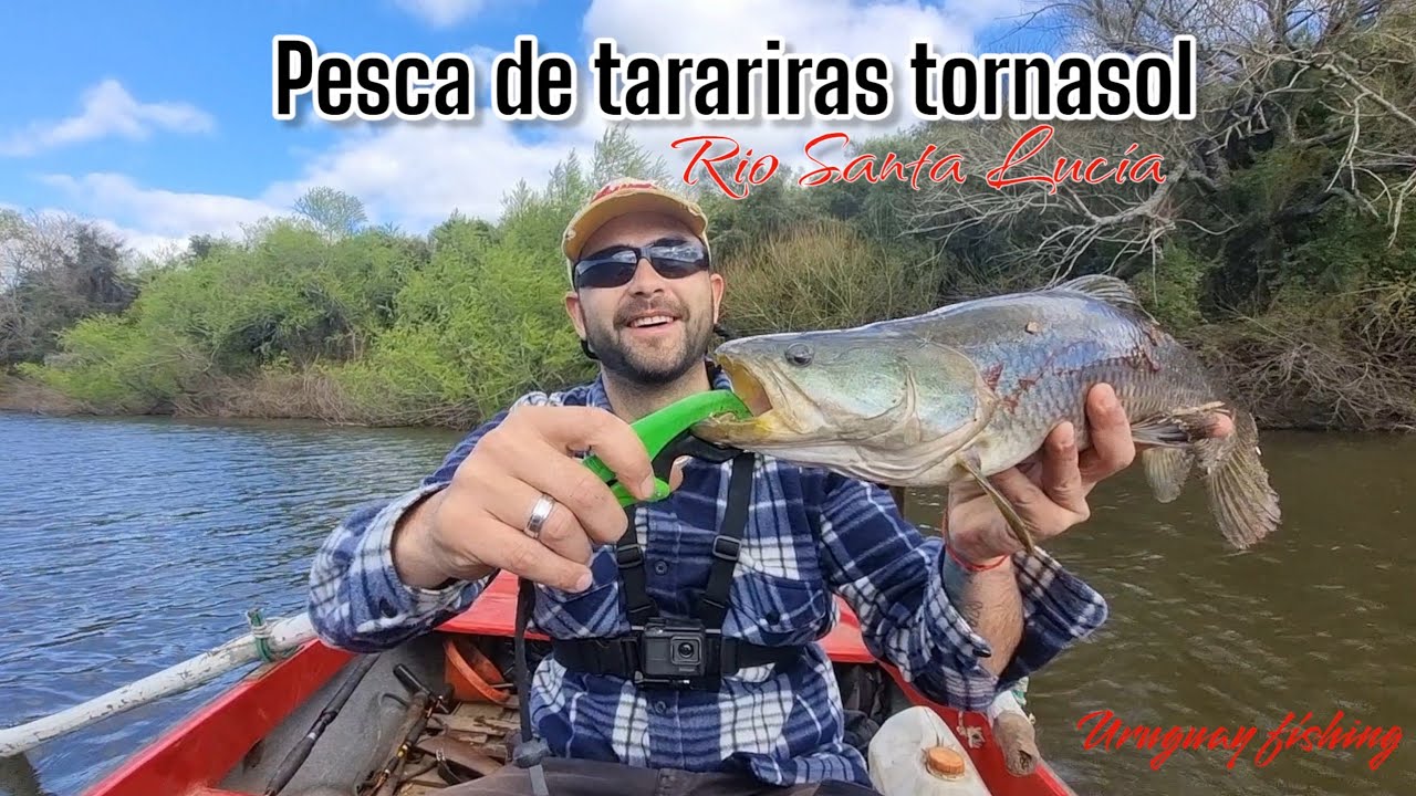Pesca de Tarariras Tornasol en R&iacute;o Santa Luc&iacute;a