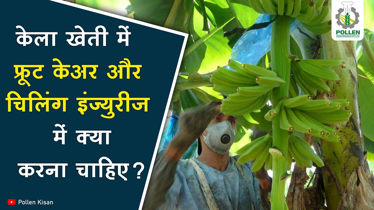केला खेती । फ्रूट केअर, चिलिंग इंज्युरी क्या करना चाहिए ? | Pollen Kisan