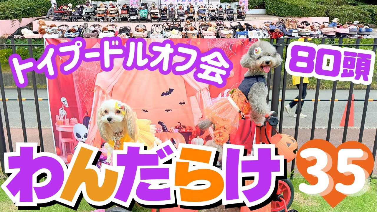 【わんだらけ35】日本最大わんこマルシェが凄すぎた💦驚愕のオフ会にも参加！前編in名古屋港ガーデン埠頭【 wandarake 】