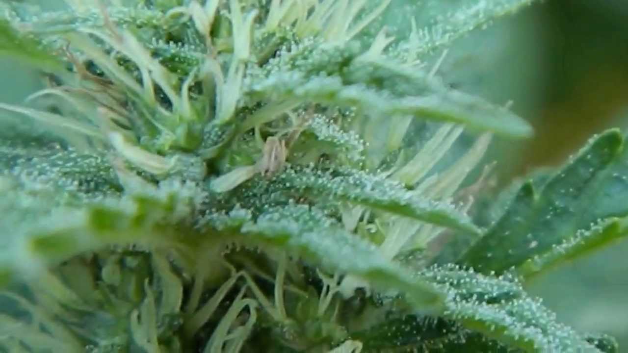White Siberian from Dinafem