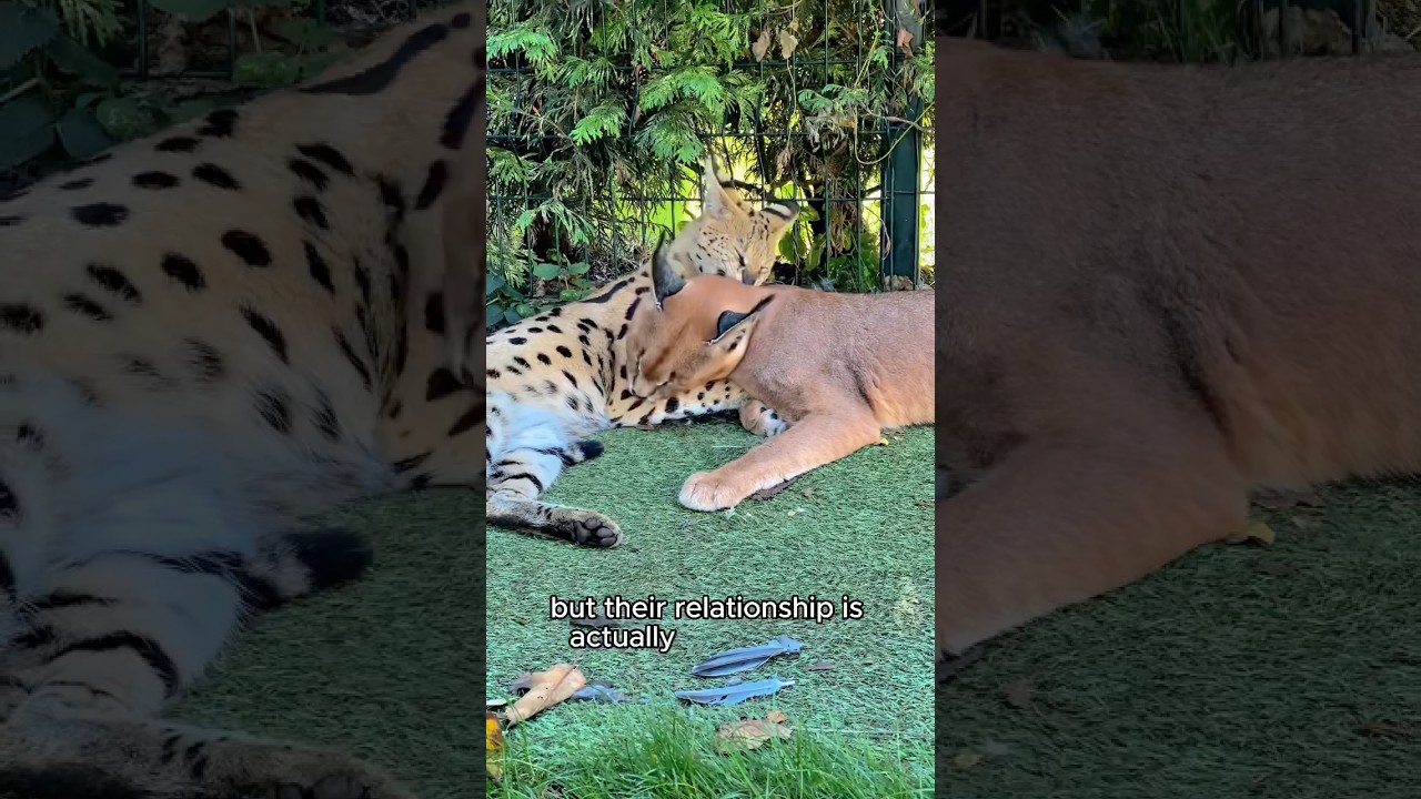 When a caracal dates a serval&hellip;#shorts #animals #caracal #servals #cat