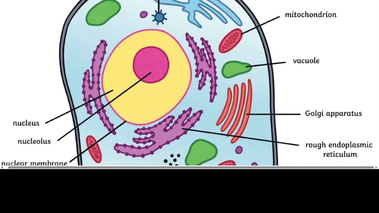 BIOLOGY ESSAYS - CELL ORGANELLES AND THEIR ADAPTATIONS