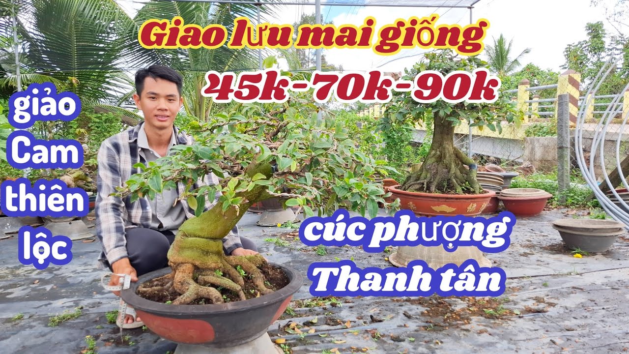 01/03/2025/💥Mai vàng mai giống 💥giảo ông thầy, giảo cam thiên lộc, siêu bông bình lợi, cúc phượng 