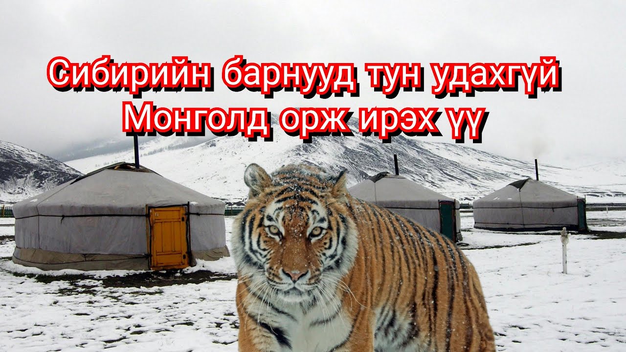 Сибирийн барнууд өлсгөлөнгөөс болж тосгон луу ихээр довтолж бн. Монголд орж ирж болзошгүй Гоё түүх