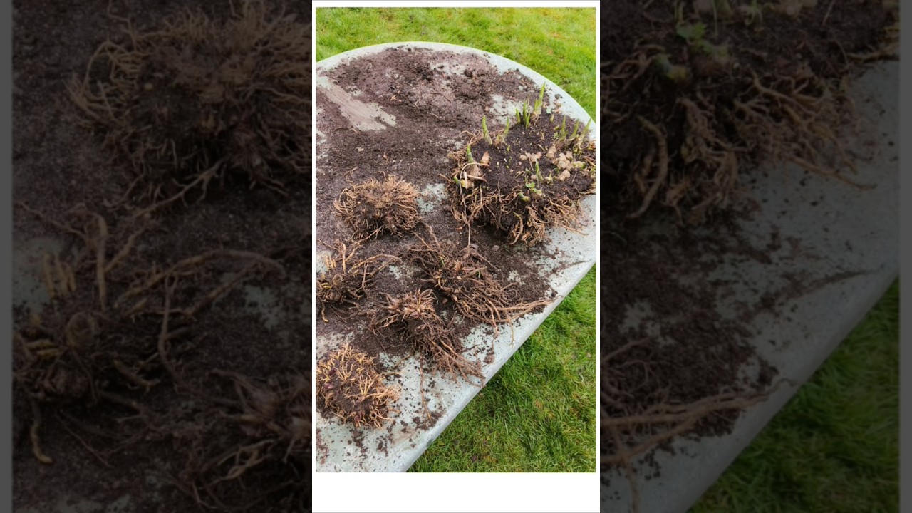How to Divide Hostas Easily