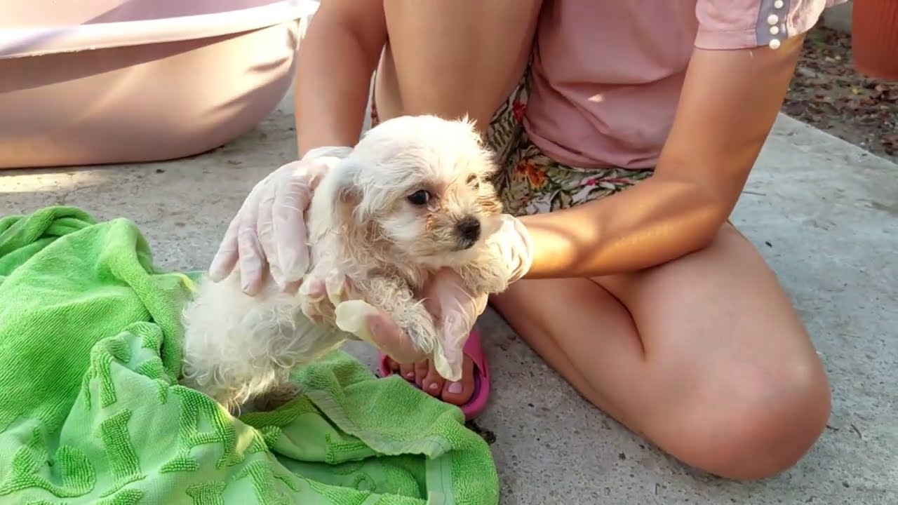I found an abandoned puppy in the dark , I adopted him