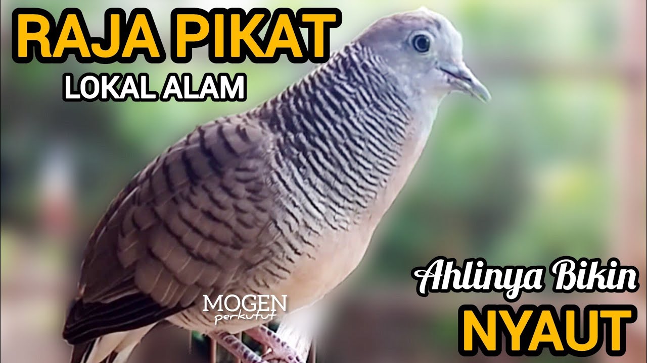 Perkutut Lokal Gacor || Raja Pikat Paling Ampuh Bikin Lawan Emosi Nyaut Gacor 