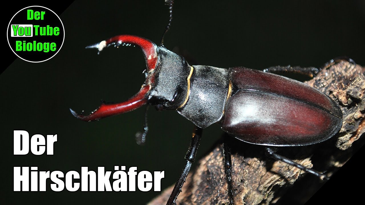 Der Hirschk&auml;fer &ndash; Die gr&ouml;&szlig;ten Insekten Europas