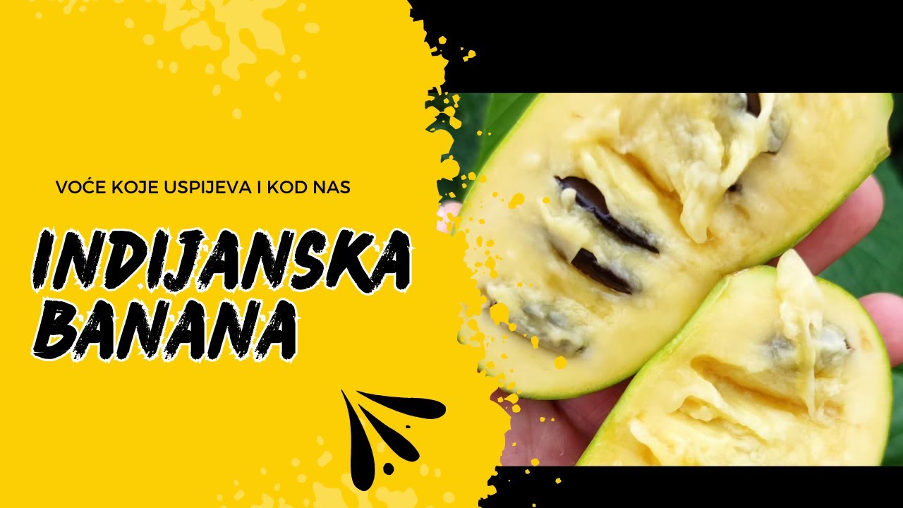 Kako se jede indijanska banana? | Koji je pravi trenutak za berbu?