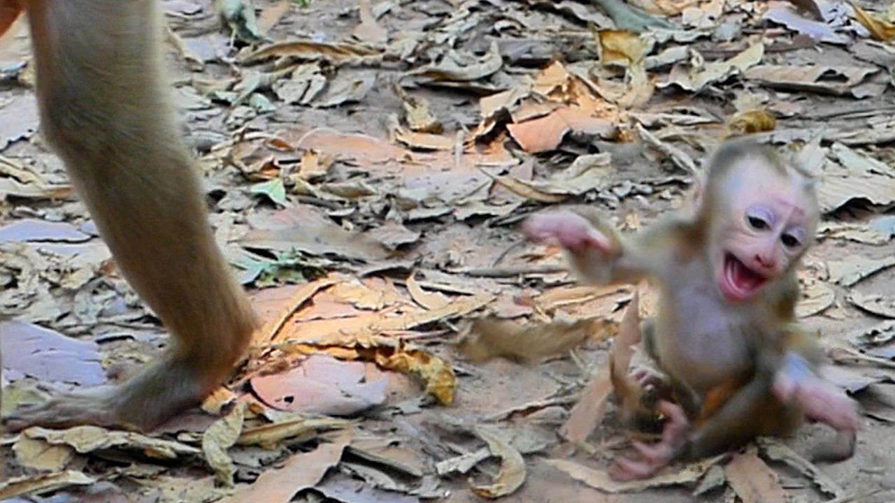Is He Ready? Mom Loy’s Hard Lesson on Independence for Baby Lucan #education #wildlifedocumentary