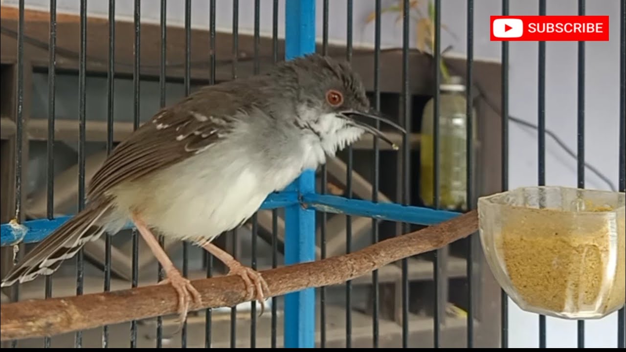 ciblek semi gacor, banyak ciblek jadi rajin bunyi dengar suaranya