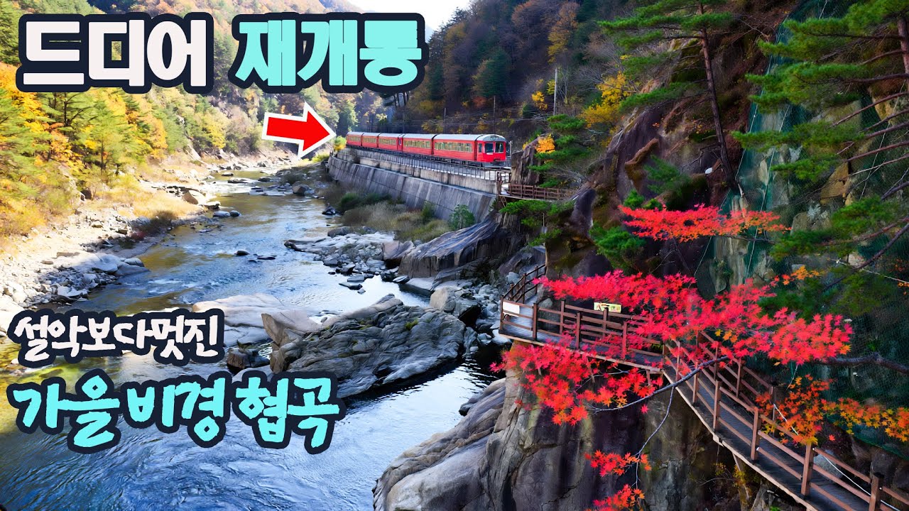 🚈가을 비경 협곡 재개통! 전좌석 매진되는 기차타고 떠나는 협곡 여행