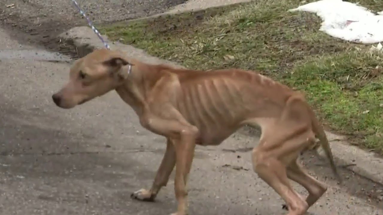 Man arrested after 21 dogs, drugs, dog fighting equipment found at Detroit home, police say