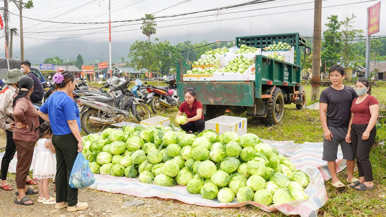 Harvesting Cabbage & Cassava, Use Truck Transport Many Cabbage Go To Market To Sell