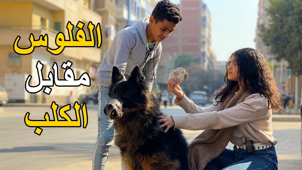 الجزء الثاني | كلب جيرمن شيبرد يجعل صديقه من الاغنياء .. فماذا فعل ؟