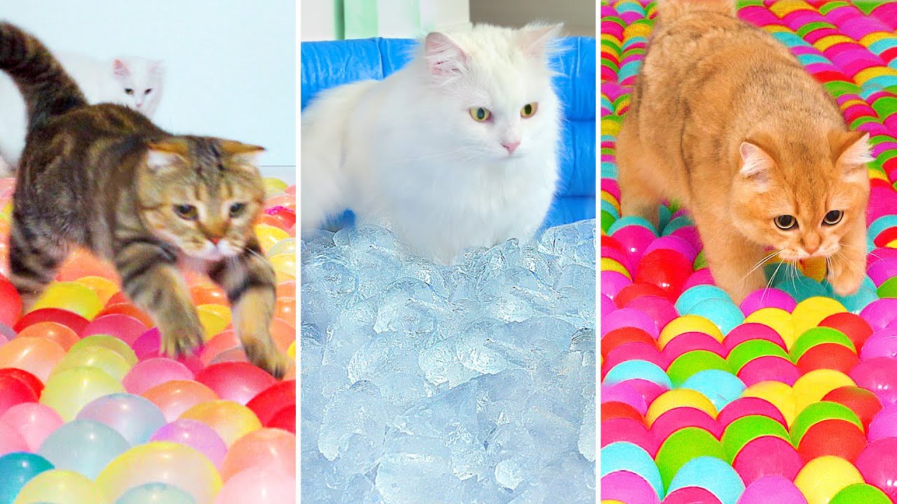 10 Obstacle Courses My Cats Love!