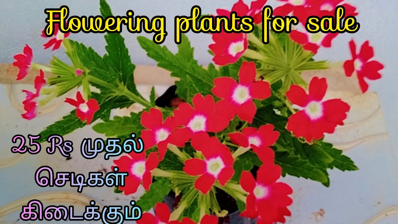 Flowering plants for sale . 25 Rs முதல் செடிகள் கிடைக்கும் / Sale by @RVGarden-msv .