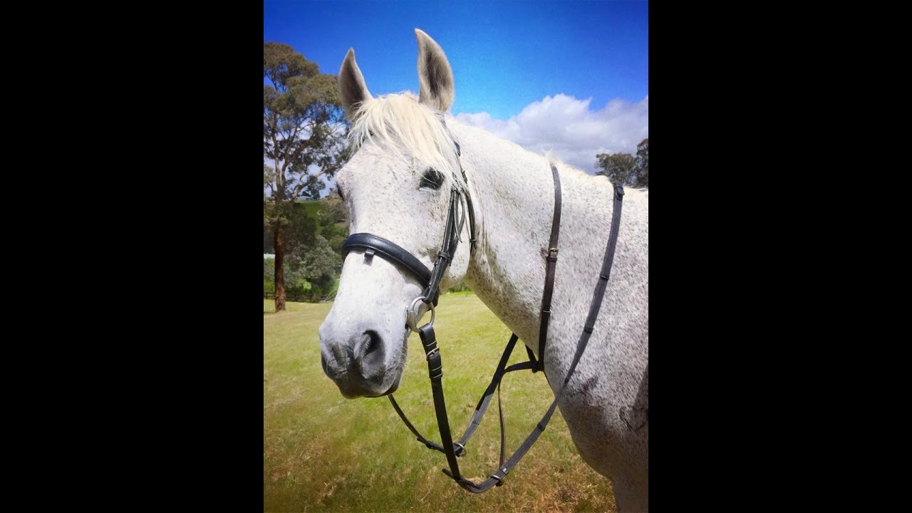 For Sale A Great Pleasure Horse Called Ozi