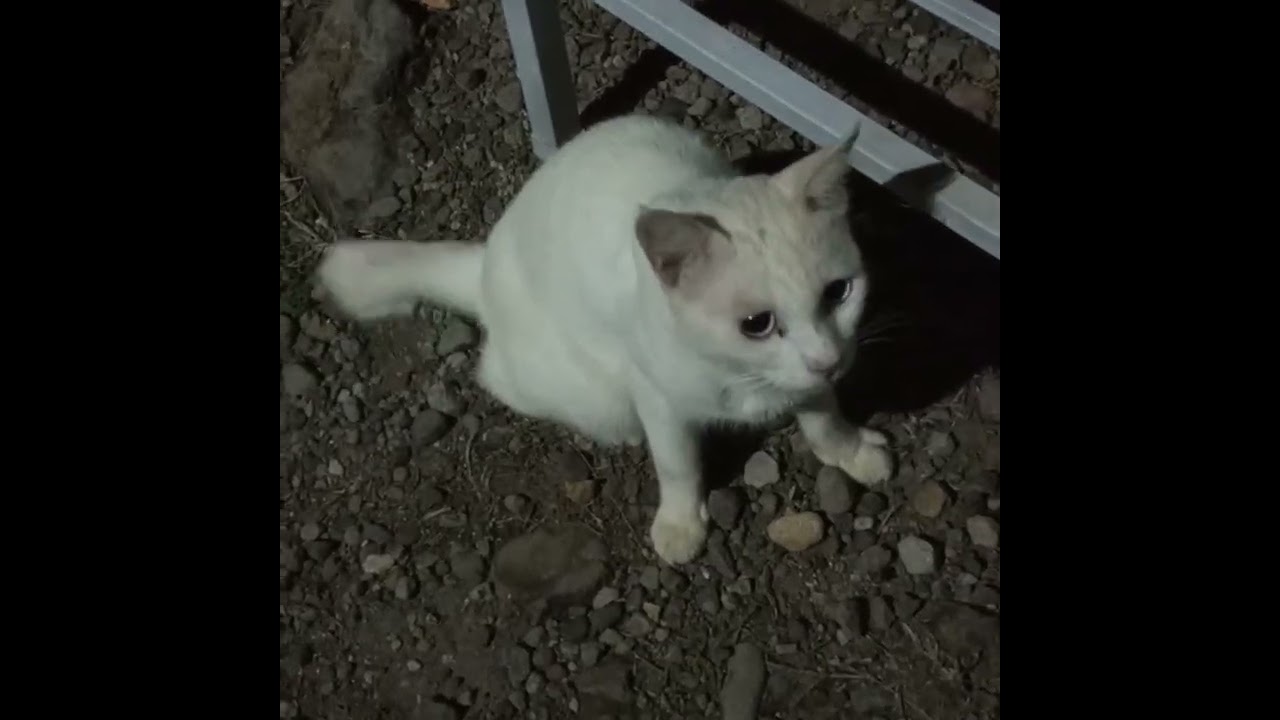 KUCING SIPUTIH DAN SIMERAH @samsulrijal 