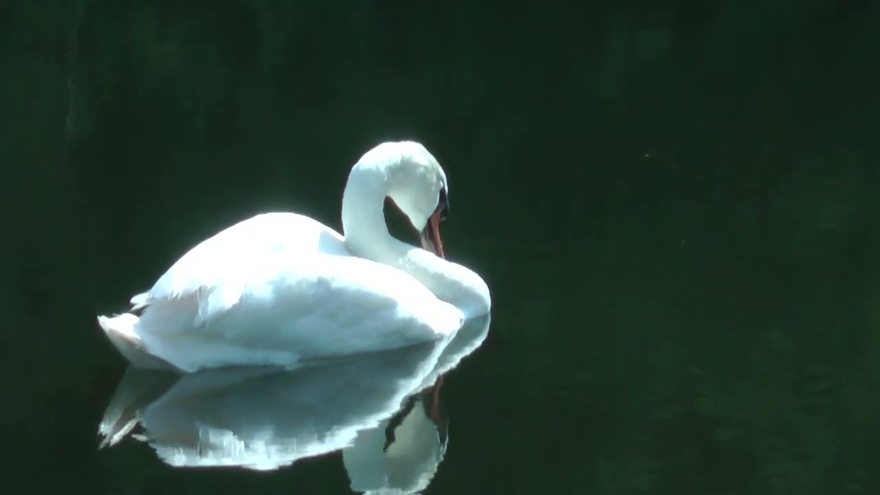 geleenbeek afl 9