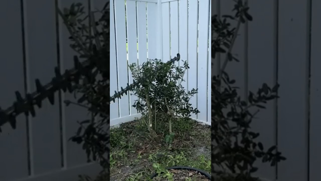 Prune this bush to keep it small
