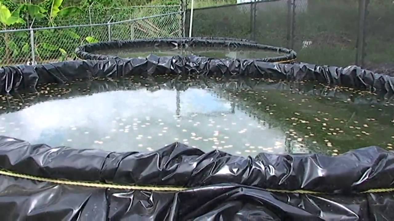 Cultivando Saberes # 18 Cría de Cachamas