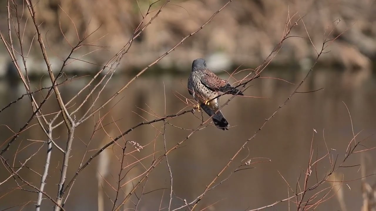 1/4 多摩川のジョウビタキとチョウゲンボウ