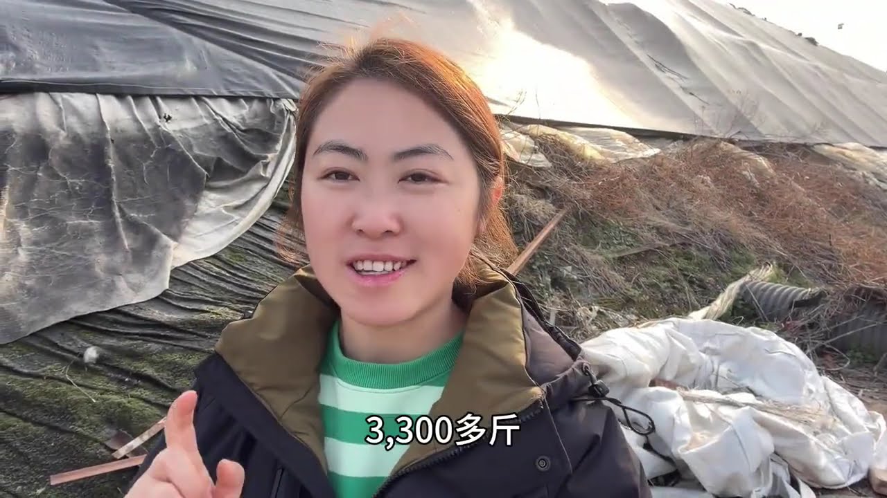 老公刚增加新品种，就接到1万斤大订单，小俩口忙得不亦乐乎！ #新农人计划2026 #抖音新农人