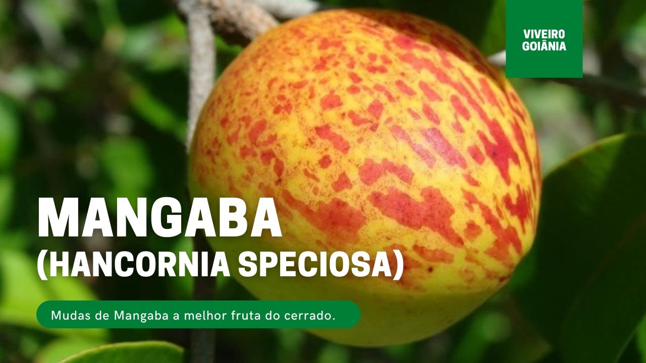 Mudas de Mangaba (Mangabeira em Produção)