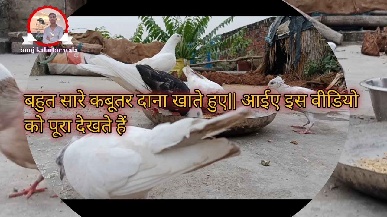 दाना खाते हुए काबुतर ||   नीशू जयसवाल के काबुतर || video  kabutar neeshoo अनुज काबुतर वाला 